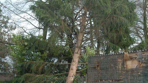 Het opruimen van een dennenboom die omgewaaid was door de storm. in Geldrop