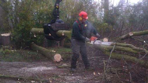 Basse bomen rooien