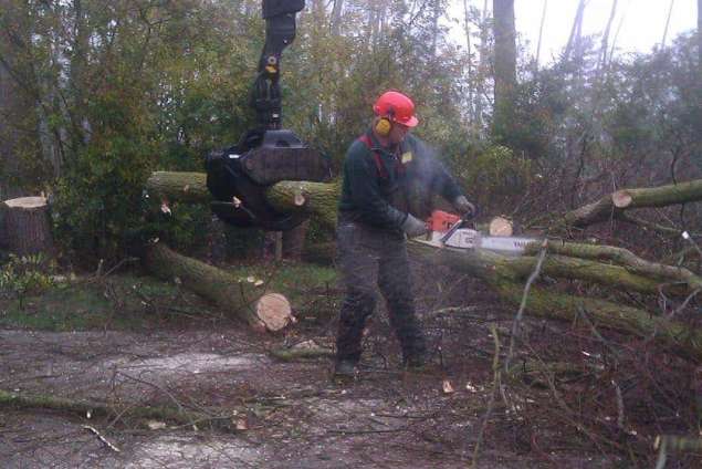 Basse bomen rooien
