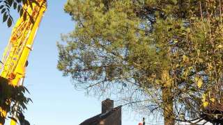 bomen rooien Balkbrug