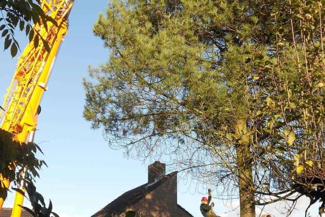 bomen rooien Balkbrug