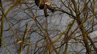 bomen rooien Lierderholthuis