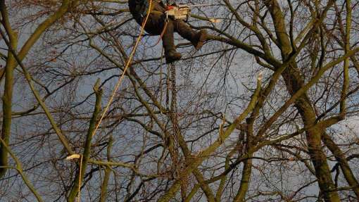 Bomen rooien Noordwelle