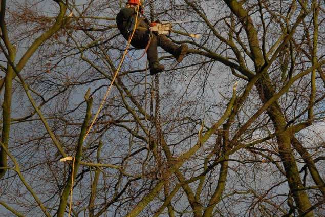 Bomen rooien Noordgouwe