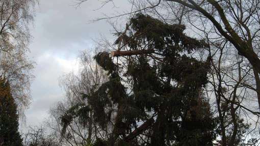 Heino bomen rooien