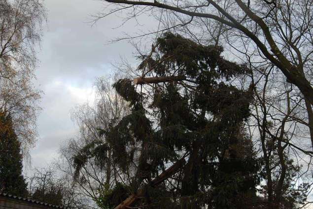Heino bomen rooien