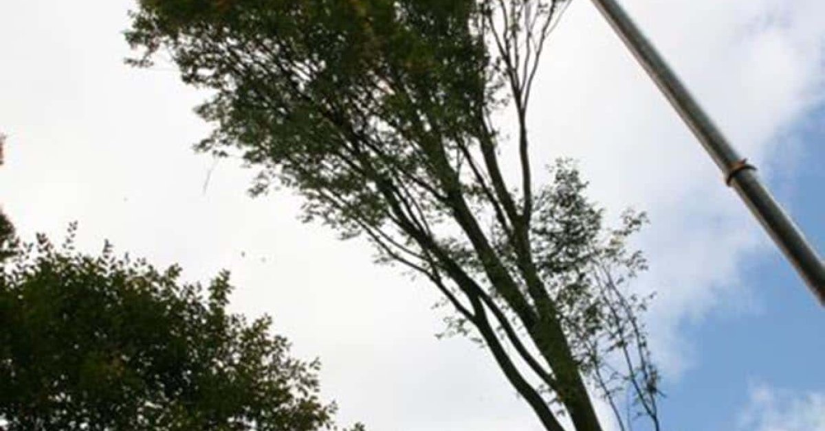 images/013hintham/rooien en verwijderen van bomen uit de achtertuin van de buren-1200x628-03d