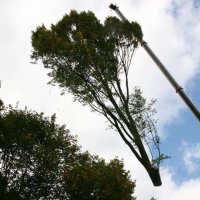 images/013hintham/rooien en verwijderen van bomen uit de achtertuin van de buren-200x200-d5a