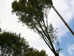 toppen van bomen in Brabant ,hovenier, hoveniersbedrijf