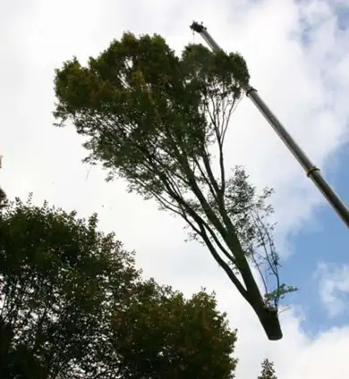 images/013hintham/rooien en verwijderen van bomen uit de achtertuin van de buren-390x424-859