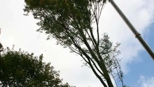 images/013hintham/rooien en verwijderen van bomen uit de achtertuin van de buren-510x287-b99