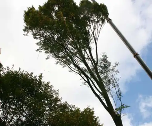images/013hintham/rooien en verwijderen van bomen uit de achtertuin van de buren-510x424-343