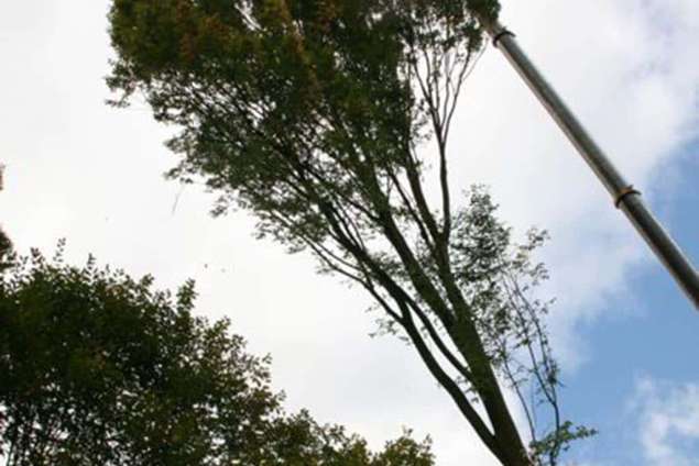 Lemele bomen rooien