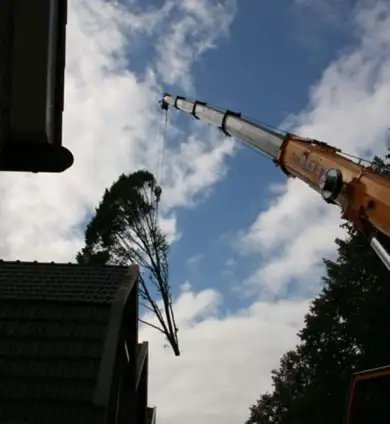 images/013hintham/slopen van bomen uit de achtertuin-390x424-859