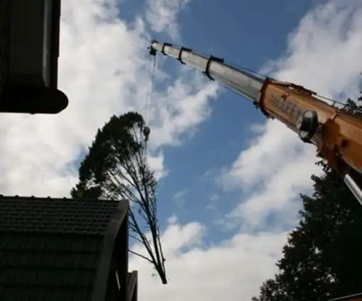 images/013hintham/slopen van bomen uit de achtertuin-510x424-343