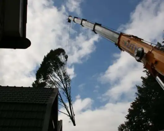 images/013hintham/slopen van bomen uit de achtertuin-530x424-4bb