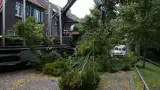 images/013hintham/snoeien en opruimenv an haagbeuk carpinus betuslus-160x90-be2