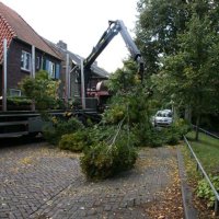 images/013hintham/snoeien en opruimenv an haagbeuk carpinus betuslus-200x200-d5a