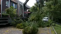 images/013hintham/snoeien en opruimenv an haagbeuk carpinus betuslus-210x118-a76
