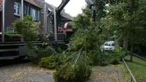 images/013hintham/snoeien en opruimenv an haagbeuk carpinus betuslus-210x119-b2b