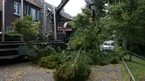 images/013hintham/snoeien en opruimenv an haagbeuk carpinus betuslus-290x163-3ec