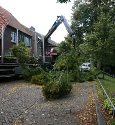images/013hintham/snoeien en opruimenv an haagbeuk carpinus betuslus-390x424-859