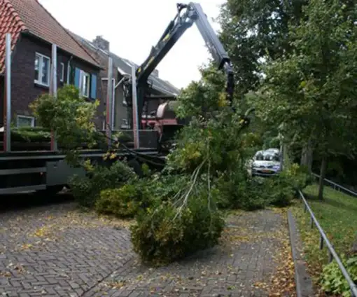 images/013hintham/snoeien en opruimenv an haagbeuk carpinus betuslus-510x424-343
