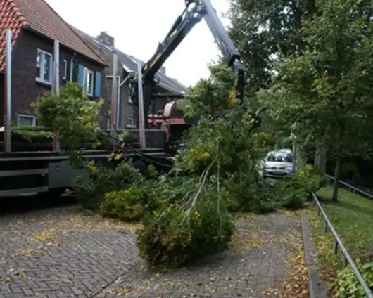 images/013hintham/snoeien en opruimenv an haagbeuk carpinus betuslus-530x424-4bb