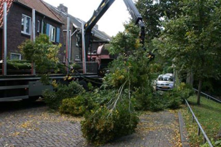 images/013hintham/snoeien en opruimenv an haagbeuk carpinus betuslus-750x500-11f