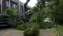 images/013hintham/snoeien en opruimenv an haagbeuk carpinus betuslus-90x51-2f8