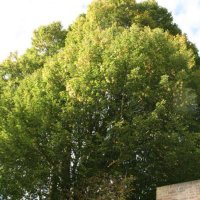 images/013hintham/snoeien van een te groote boom in de achtertuin Haagbeuk-200x200-d5a