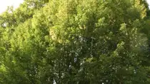 images/013hintham/snoeien van een te groote boom in de achtertuin Haagbeuk-210x118-a76
