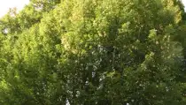 images/013hintham/snoeien van een te groote boom in de achtertuin Haagbeuk-210x119-b2b