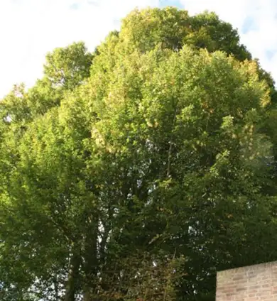 images/013hintham/snoeien van een te groote boom in de achtertuin Haagbeuk-390x424-859