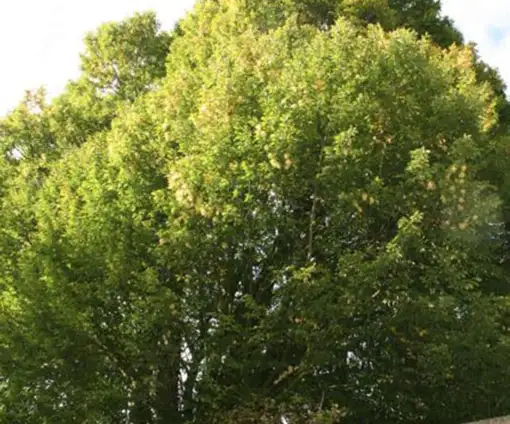 images/013hintham/snoeien van een te groote boom in de achtertuin Haagbeuk-510x424-343
