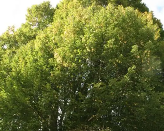 images/013hintham/snoeien van een te groote boom in de achtertuin Haagbeuk-530x424-4bb
