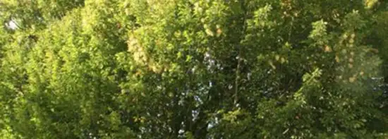 images/013hintham/snoeien van een te groote boom in de achtertuin Haagbeuk-550x197-e3c
