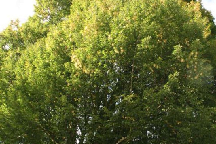 images/013hintham/snoeien van een te groote boom in de achtertuin Haagbeuk-750x500-11f