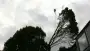 images/013hintham/toppen van een groote haagbeuk-90x51-2f8