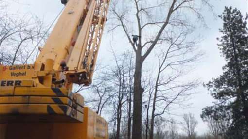 Bomen rooien Munstergeleen