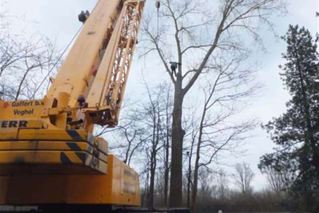 Bomen rooien Ossenisse