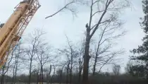 images/019sluishill/Bomen rooien en kappen in Hulst-210x119-b2b