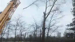 images/019sluishill/Bomen rooien en kappen in Hulst-257x145-4f2