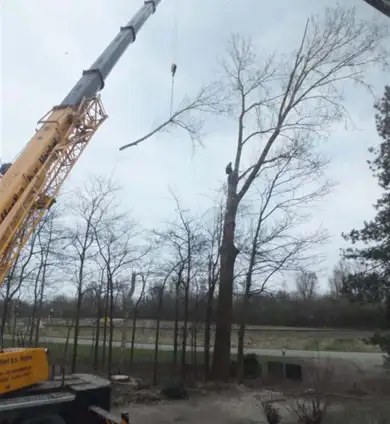 images/019sluishill/Bomen rooien en kappen in Hulst-390x424-859