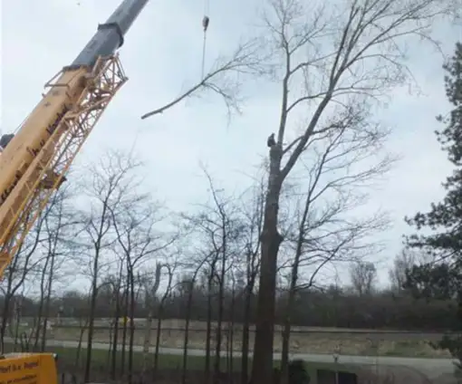 images/019sluishill/Bomen rooien en kappen in Hulst-510x424-343