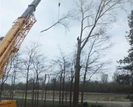 images/019sluishill/Bomen rooien en kappen in Hulst-530x424-4bb