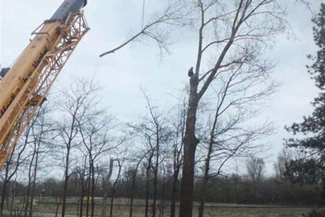 slopen van grote populieren, deze bomen worden op locatie gesnipperd voor de spaanplaatindustrie