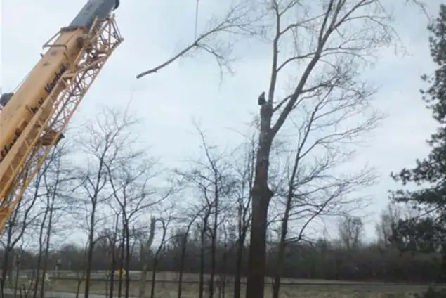 images/019sluishill/Bomen rooien en kappen in Hulst-635x424-86c