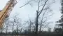 images/019sluishill/Bomen rooien en kappen in Hulst-90x51-2f8
