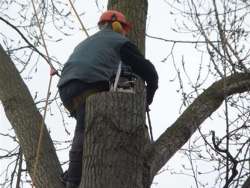 Rooien kappen van bomen in Haaren